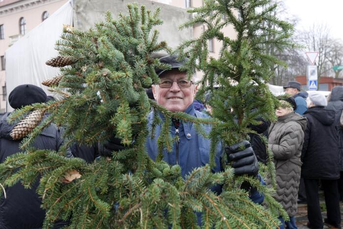 Eglės šakų dalinimas Klaipėdoje