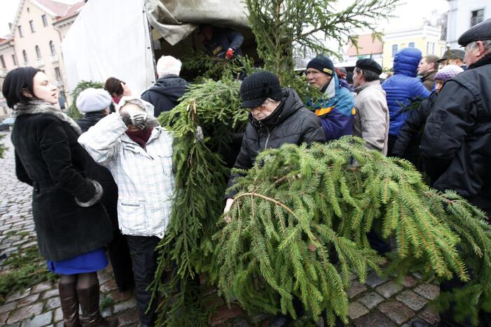 Eglės šakų dalinimas Klaipėdoje