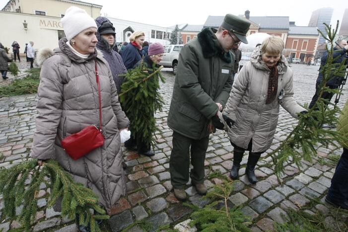 Eglės šakų dalinimas Klaipėdoje