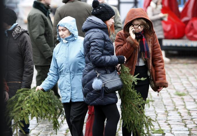 Eglės šakų dalinimas Klaipėdoje