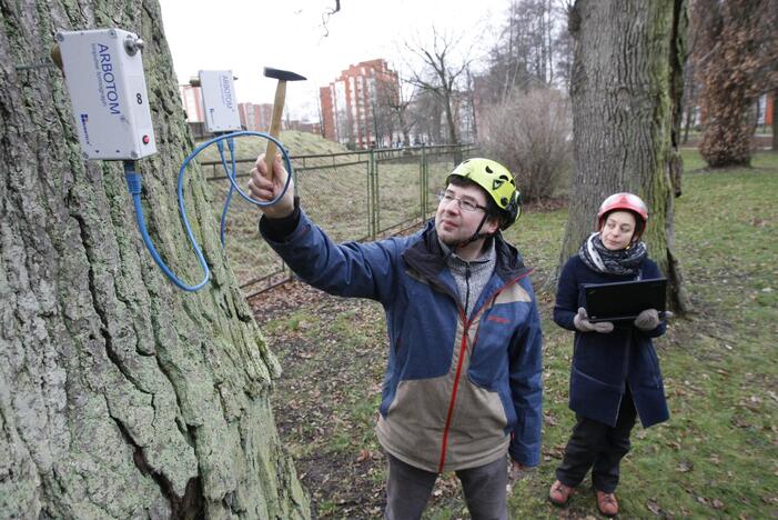 Specialistai vertino ąžuolų būklę