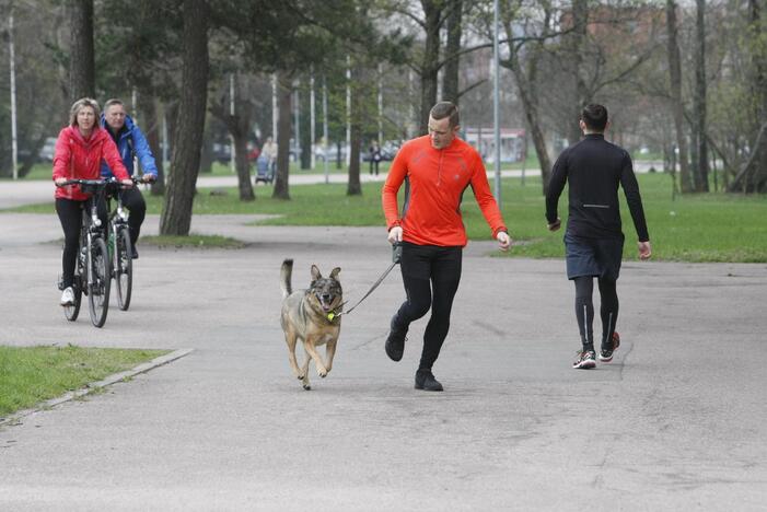 Šuniukų bėgimas Klaipėdoje