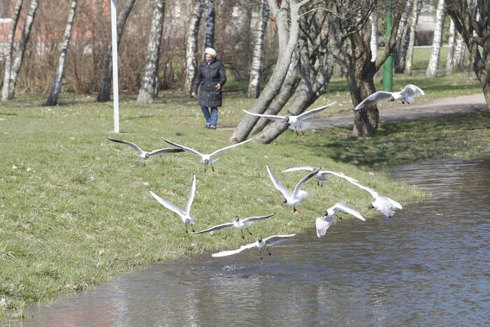 Draugystės parkas tapo šviesesnis