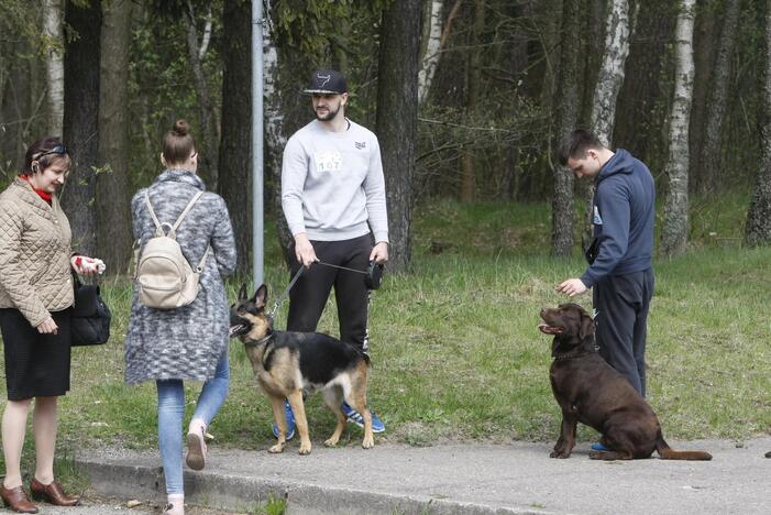 Šuniukų bėgimas Klaipėdoje