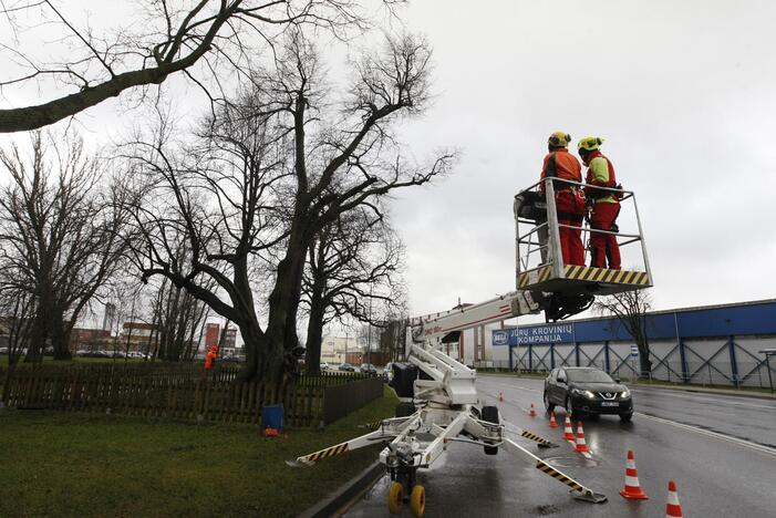 Gelbėja storąją liepą