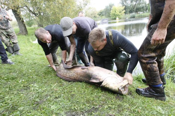 Trinyčiuose apgyvendintas žmogaus dydžio šamas