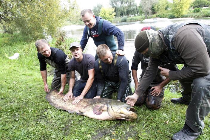 Trinyčiuose apgyvendintas žmogaus dydžio šamas