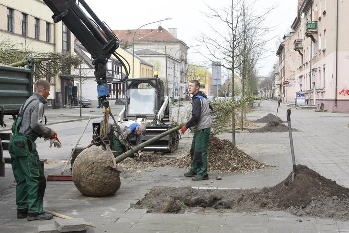 Medžių sodinimas