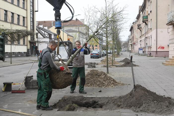 Medžių sodinimas