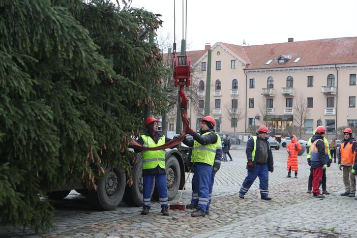 Klaipėda žiemos šventes pasitiks su gyva eglute