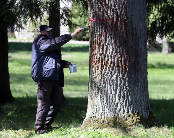 Provokacija Kauno kapinėse: ant medžių – draudžiami naudoti simboliai