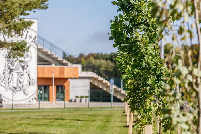 Prie Prezidento Valdo Adamkaus sporto centro šaknis įleido ąžuolai