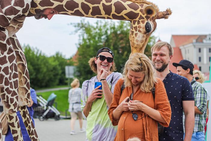 Kauniečius džiugina festivalio „ConTempo“ žirafos