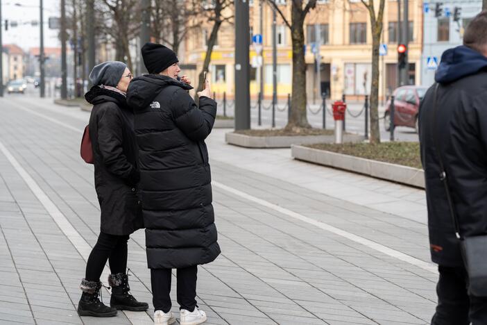 Laisvės alėjoje sodinamos liepos