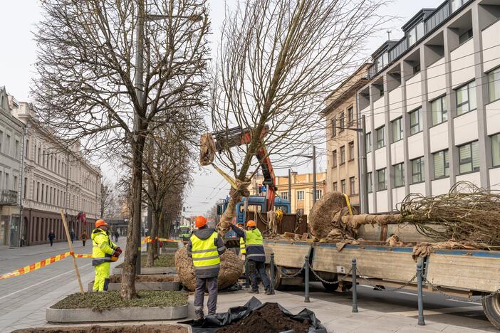 Laisvės alėjoje sodinamos liepos