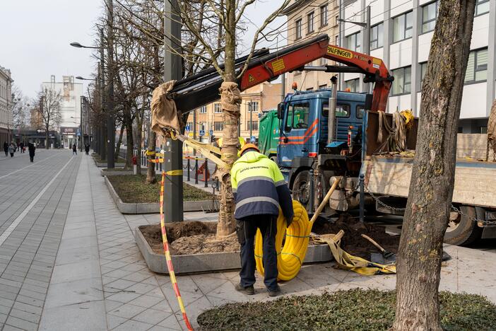 Laisvės alėjoje sodinamos liepos