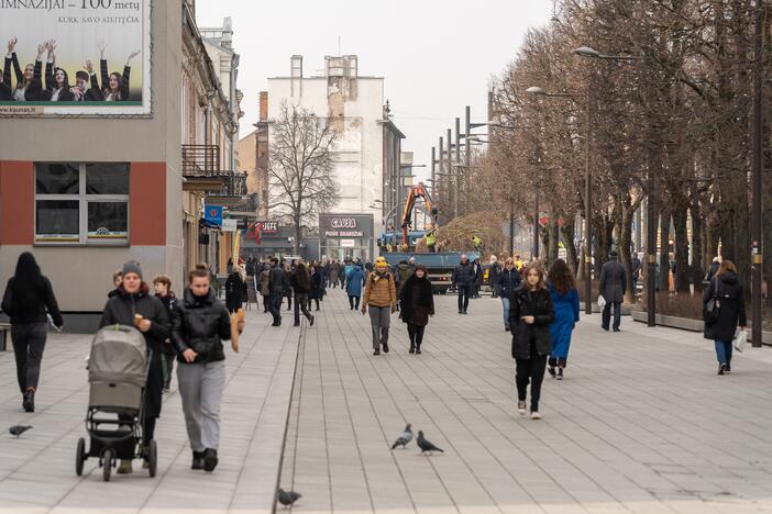 Laisvės alėjoje sodinamos liepos