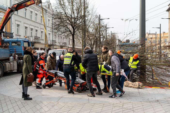 Laisvės alėjoje ant darbininko nuvirto liepa