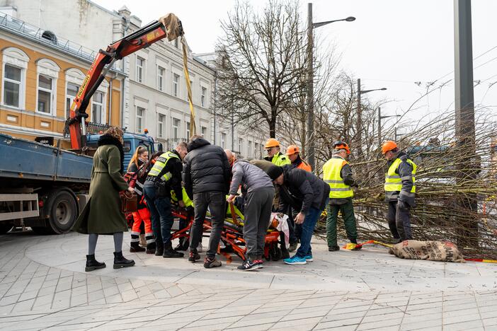 Laisvės alėjoje ant darbininko nuvirto liepa