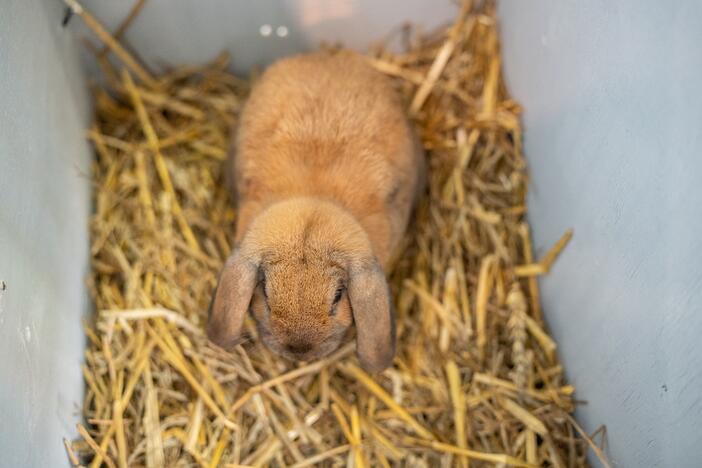 Gyvulininkystės paroda VDU Žemės ūkio akademijoje