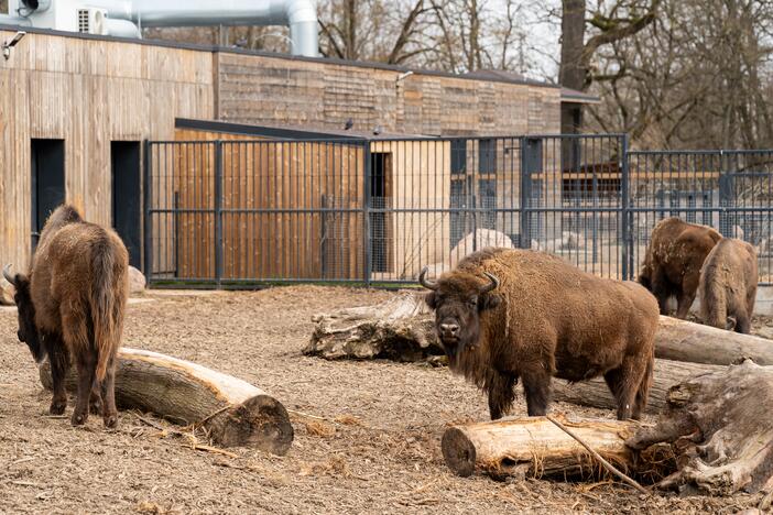 Zoologijos sode pristatyti zebrai