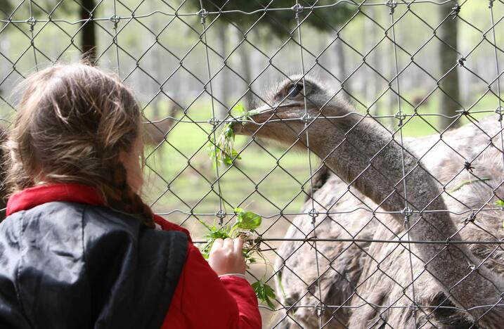 Naujas konkursas: vadovauti Zoologijos sodui siekia šeši kandidatai