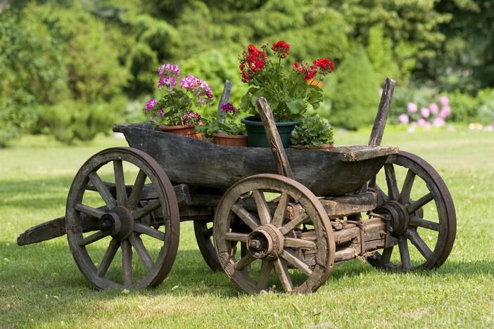 Kodėl vieniems pelargonijos kvepia, o kitiems – smirdi