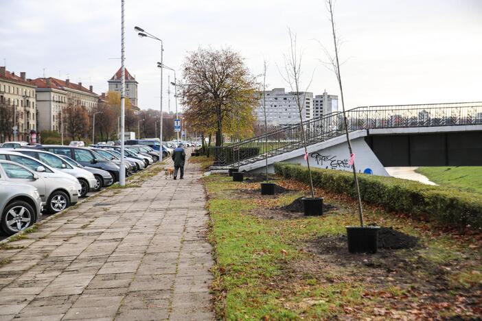 Karaliaus Mindaugo pr. liepų alėją papuošė dar pusšimtis medelių