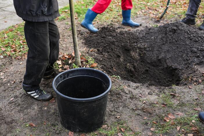 Karaliaus Mindaugo pr. liepų alėją papuošė dar pusšimtis medelių