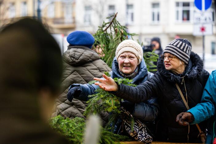 Miškininkų organizuojama nemokamų eglės šakų dalijimo akcija