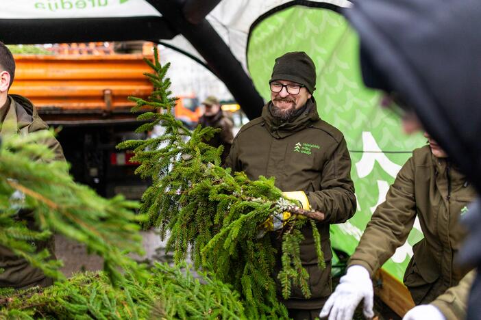 Miškininkų organizuojama nemokamų eglės šakų dalijimo akcija