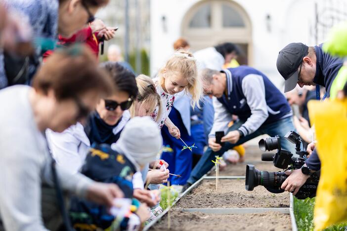 Saulėgrąžų sodinimo akcija Tuskulėnų rimties parke