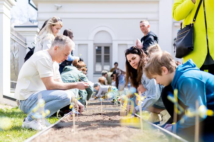 Saulėgrąžų sodinimo akcija Tuskulėnų rimties parke