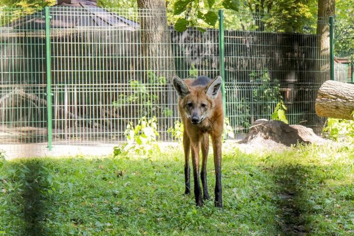 Atnaujintas karčiuotųjų vilkų voljeras