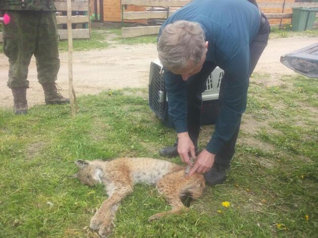 Aplinkosaugininkai gelbėjo sužeistą lūšį