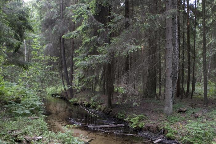 Vienas svarbiausių miškininkų rūpesčių – eglynų sveikata