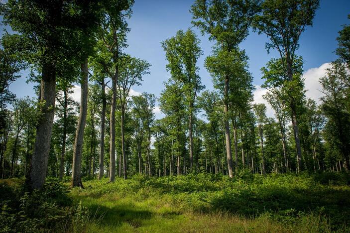 Miškų nykimo tempas sumažintas perpus