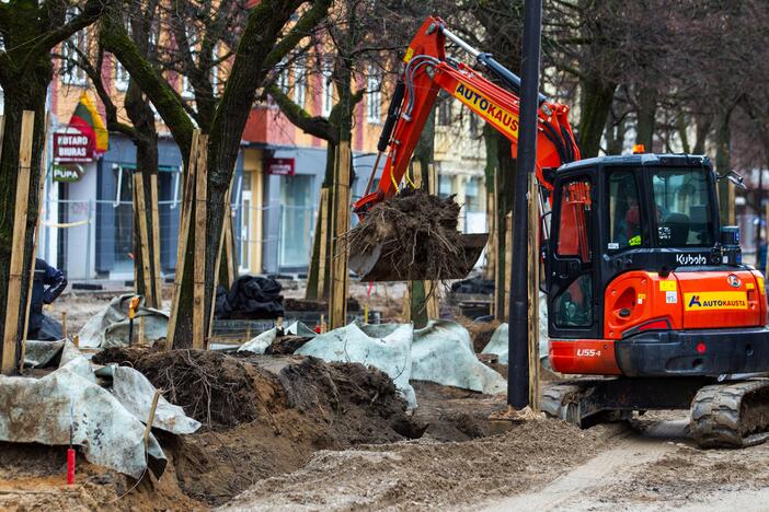 Laisvės alėjoje genimos liepų šaknys