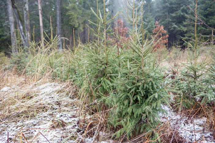 Miško lankytojams – miškininkų ir pareigūnų dovanos