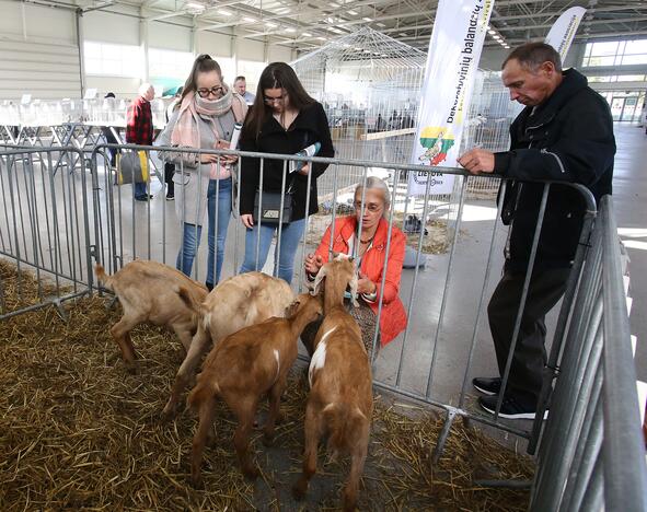 Išsiplės: gyvulininkystės parodą šiemet vėl papildys veislinių ūkinių gyvūnų paroda.