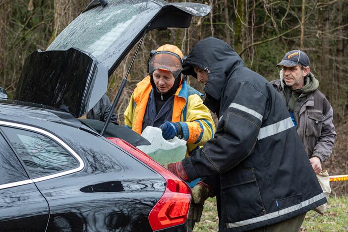 Į Radikius grįžo nelegalūs medžių kirtėjai