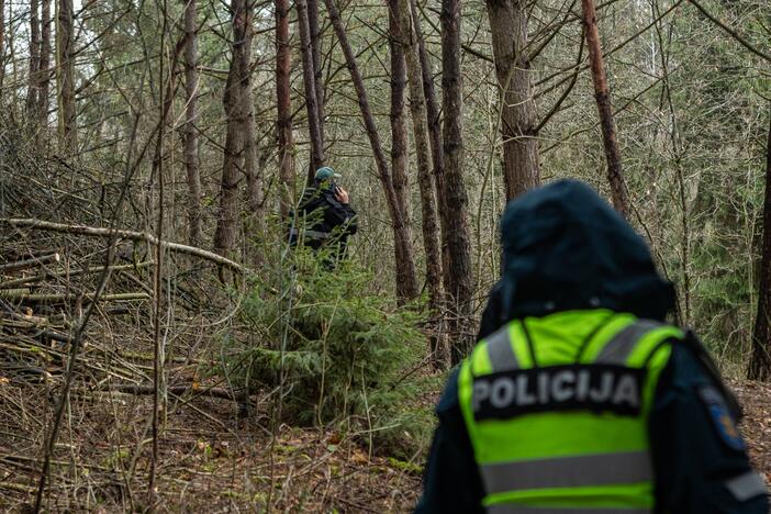 Į Radikius grįžo nelegalūs medžių kirtėjai