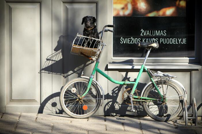 Gyventojai privalo ženklinti augintinius