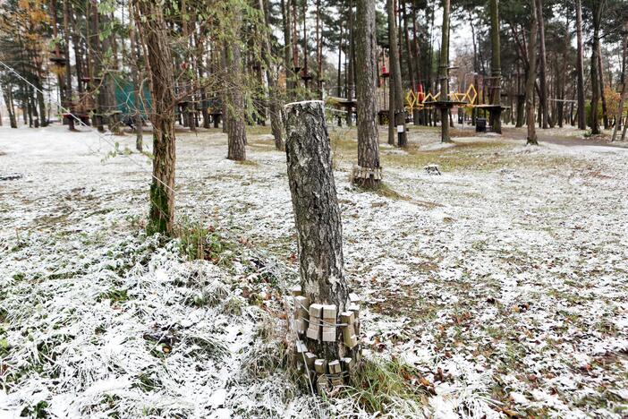 Sankcijos: kaltininkui teks atsakyti už be leidimo nukirstą beržą ir liepą.