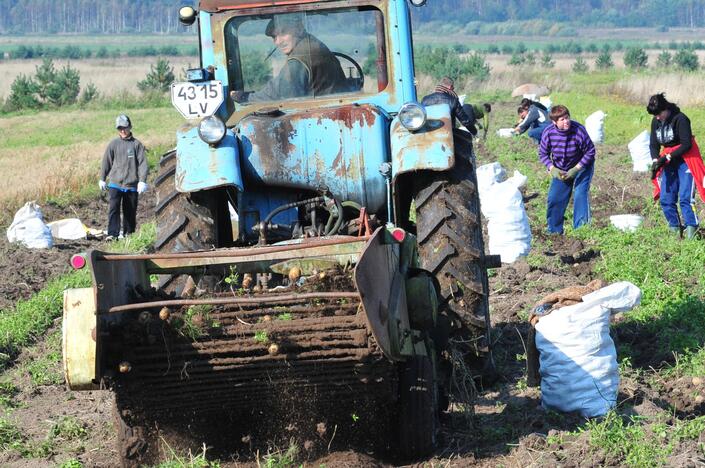 Skuodo rajone dingo bulvių kasimo mašina