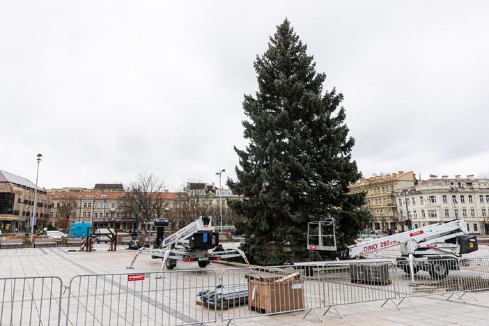 Vilniuje pradėta statyti Kalėdų eglė