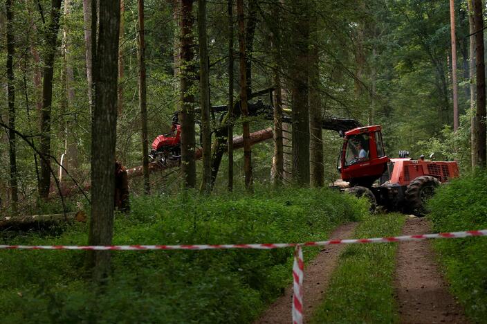 Lenkija laikosi ES teismo draudimo vykdyti kirtimus Beloveže