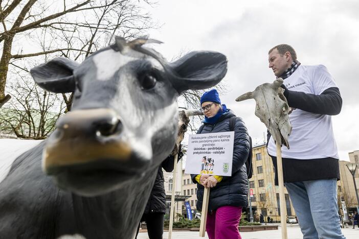 Prie Vyriausybės – ūkininkų protestas dėl pieno supirkimo kainų