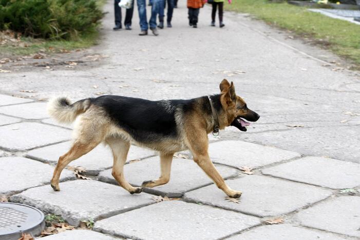 Susipjovė: šunys elgiasi pagal savo, žmonių įstatymams nepavaldžias taisykles.