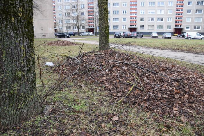 Įvaizdis: lapų krūvoje matyti ir veikiausiai po audringų orų nukritusių medžių šakos.